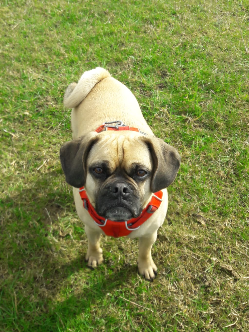 Bow a puggle looking at the camera