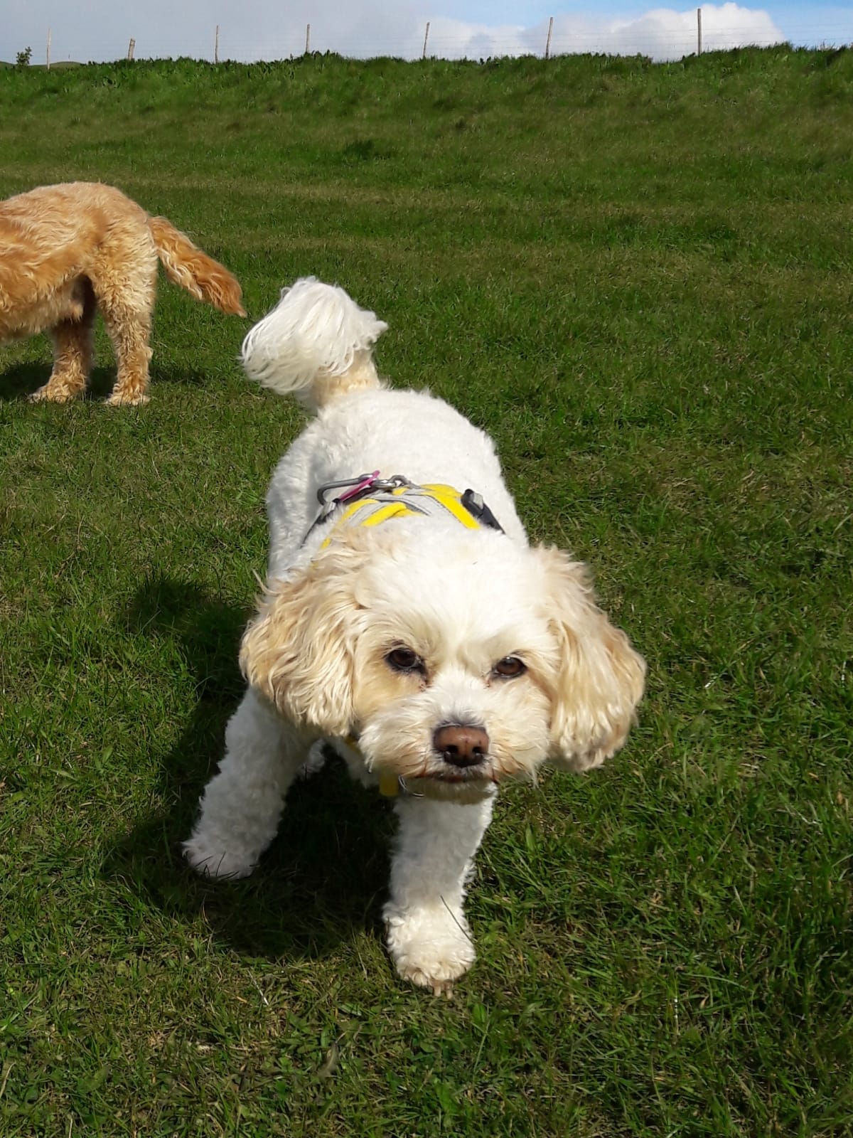 daisy running in the grass