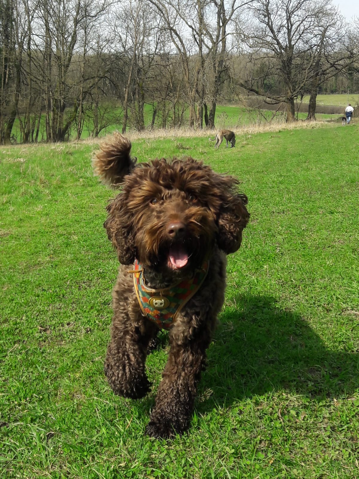 Mabel A brown Cockapoo