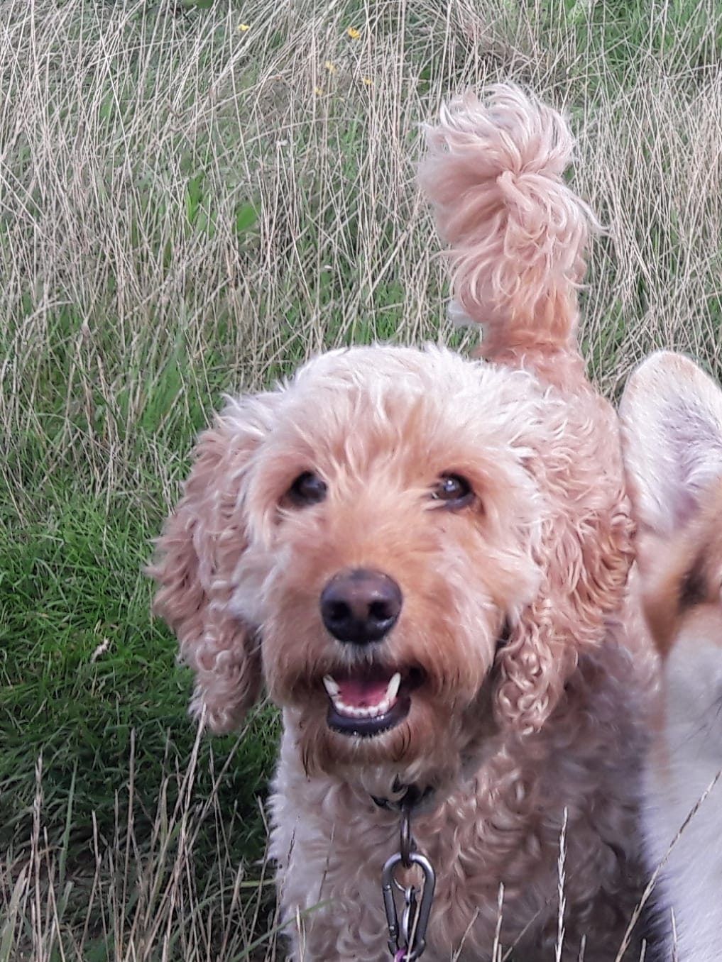 Mabel A beige Cockapoo