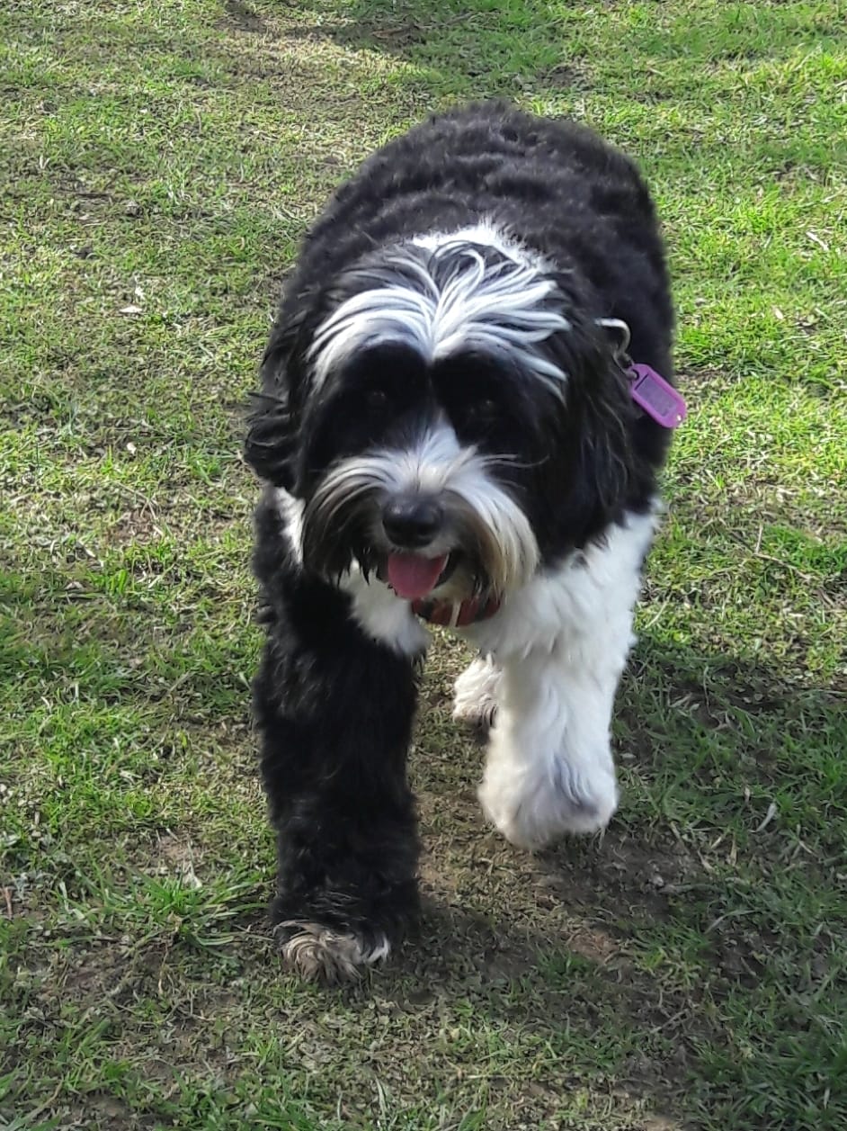 stevie a black and white tibetan terrier on a walk