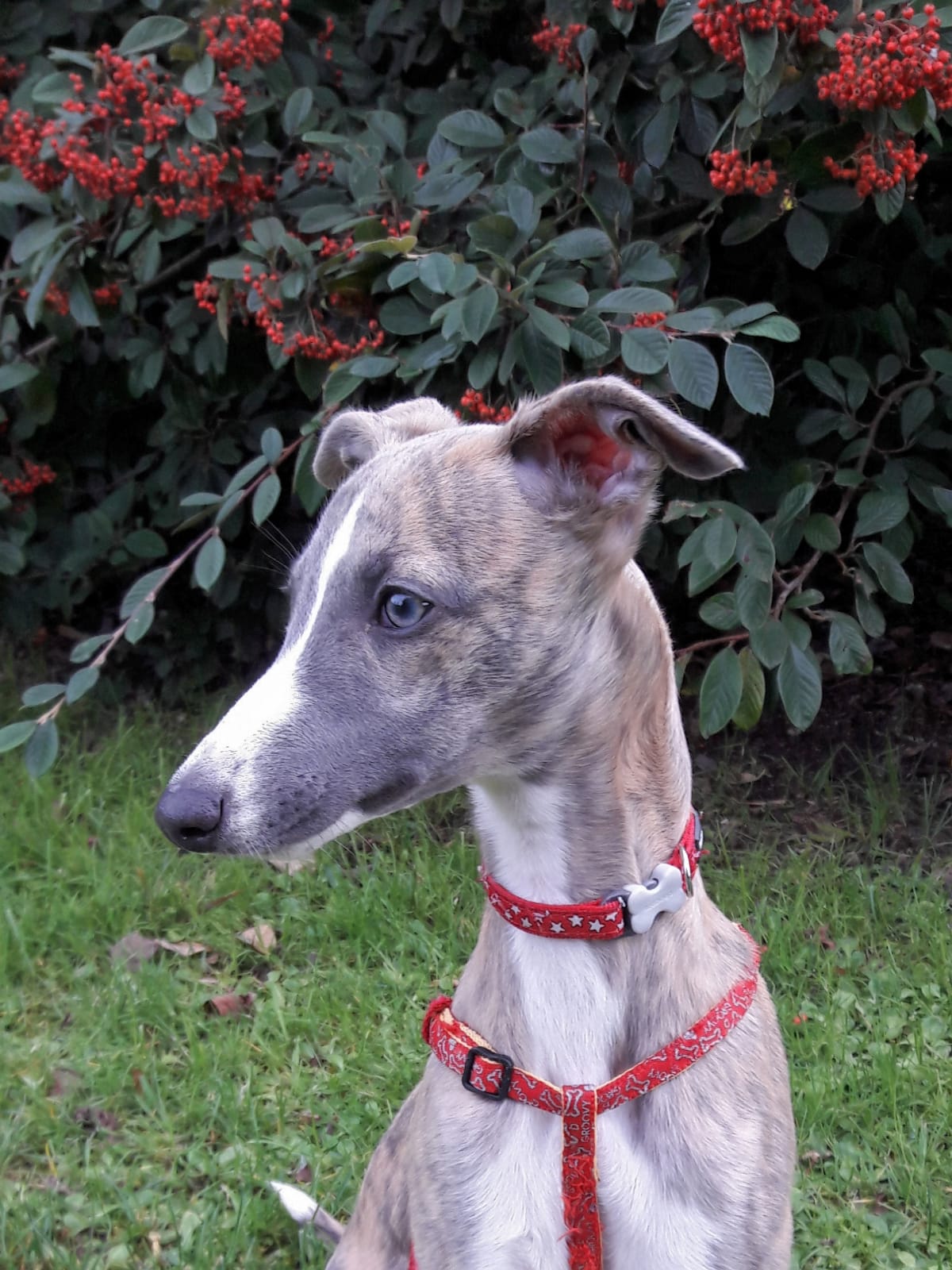 Winnie a posing by a bush and looking off camera