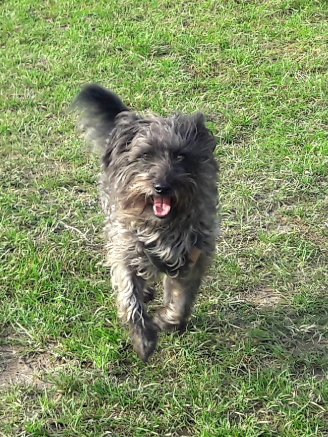 woody running in the grass