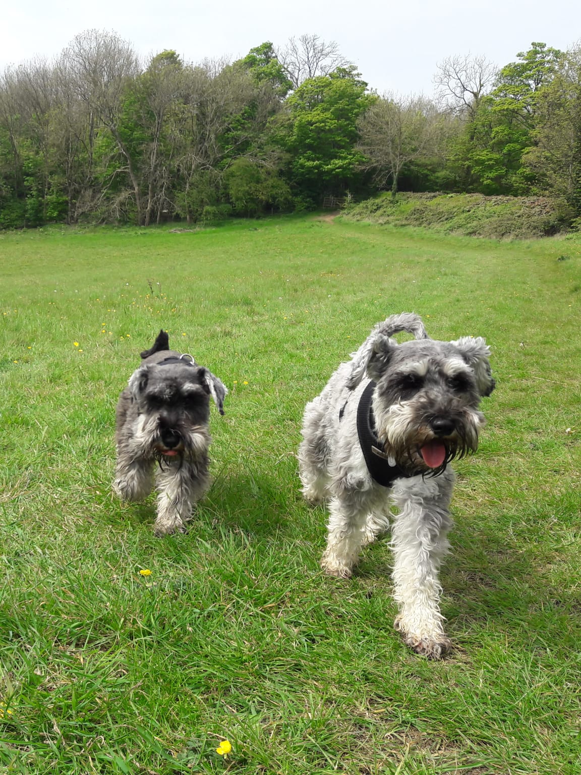 Two Miniature Schnauzers running in the grass